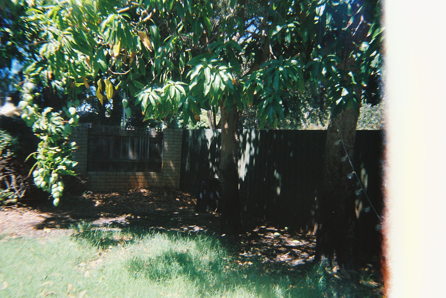 My Garden
